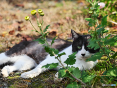 黒白ねこ