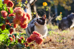 三毛猫