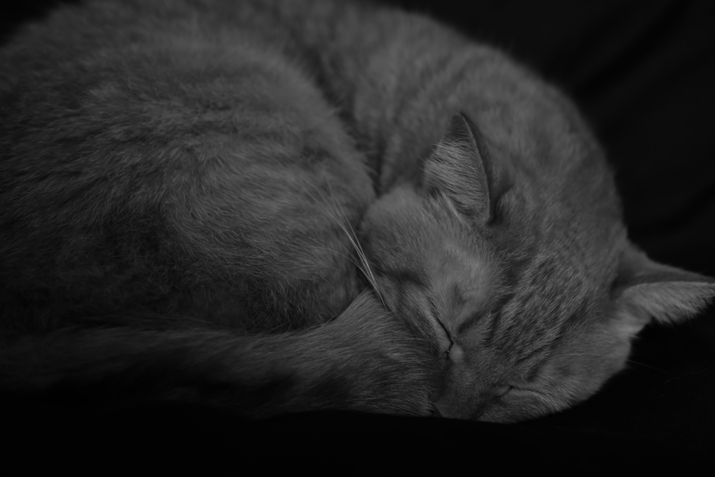 茶トラねこ