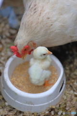 朝食