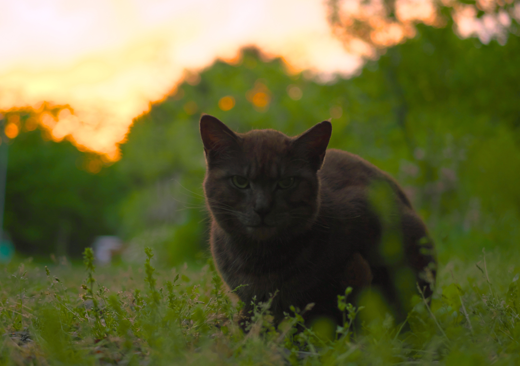 黒猫