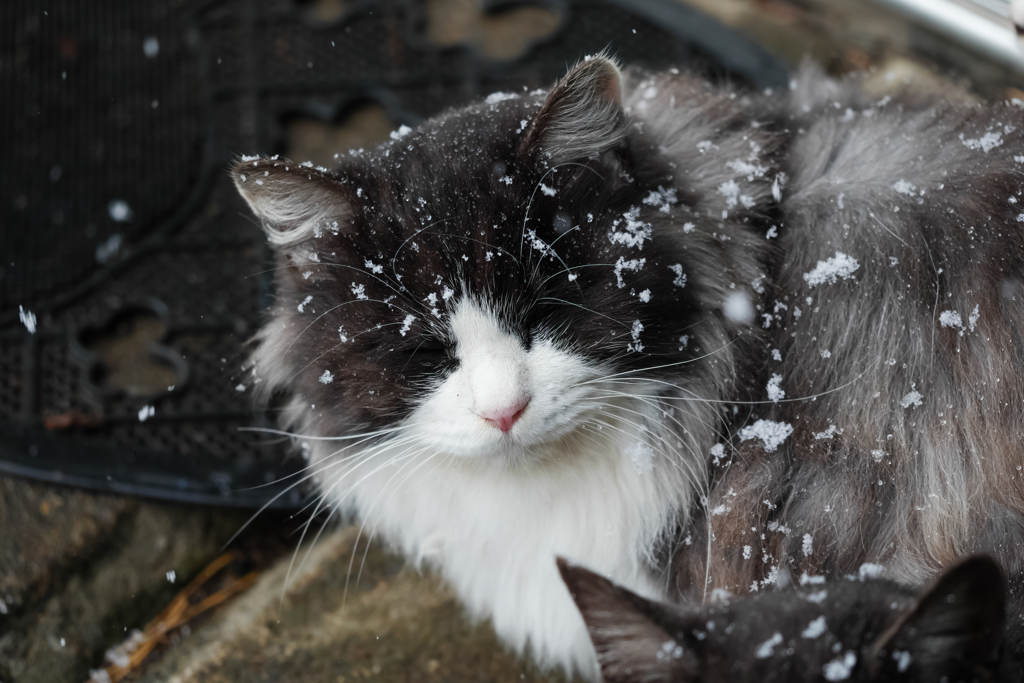 雪とニャン