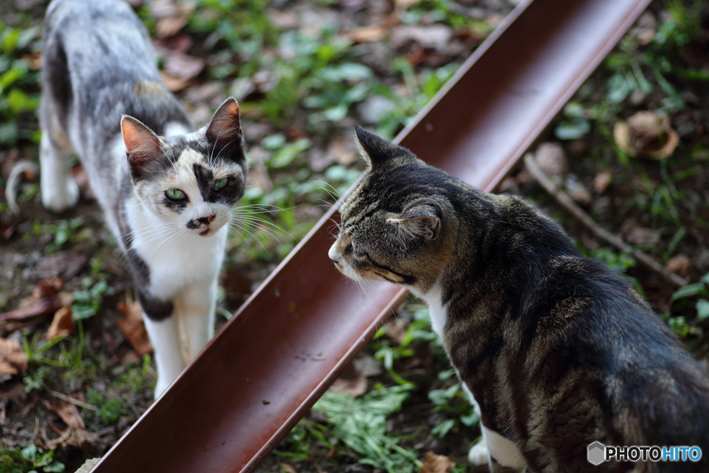 キジトラ白猫 三毛猫