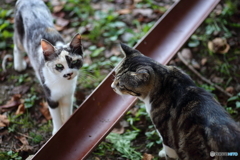 キジトラ白猫 三毛猫