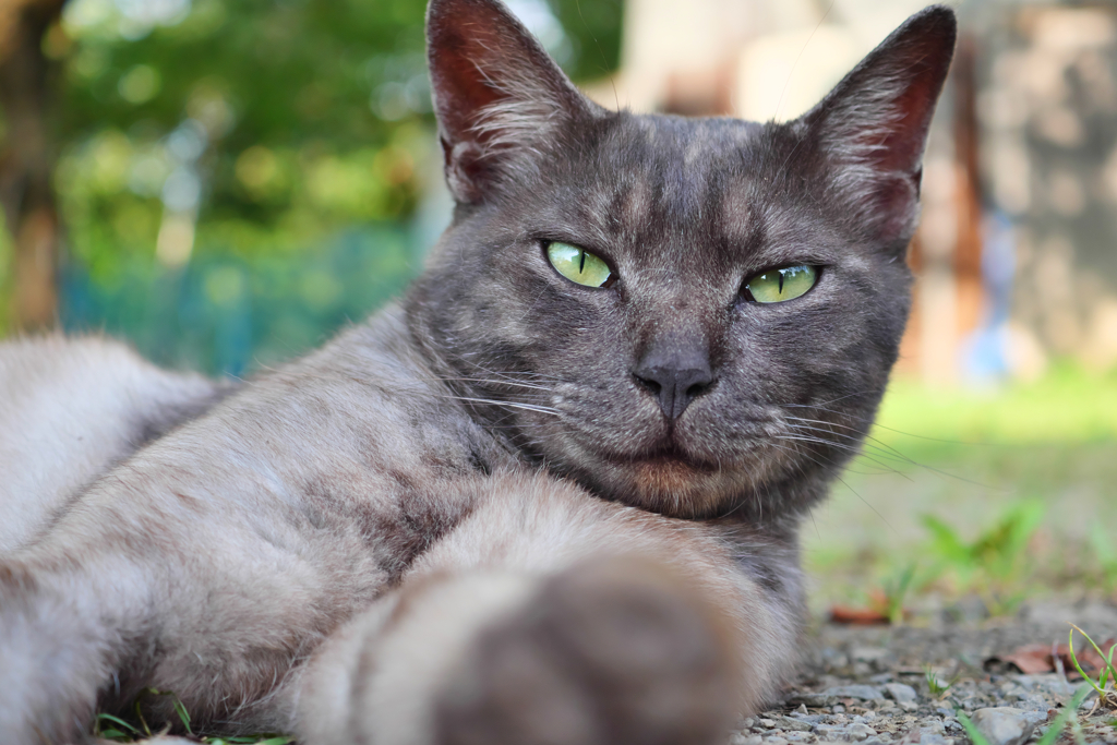 黒猫