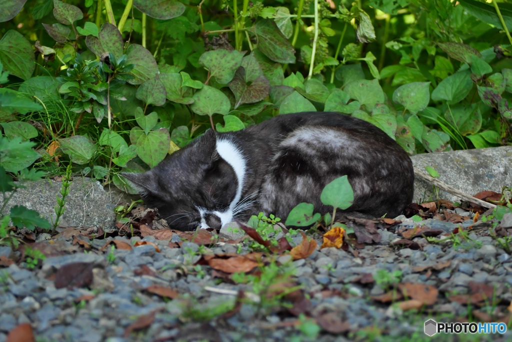 黒白ねこ