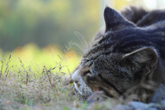 キジトラ白ねこ