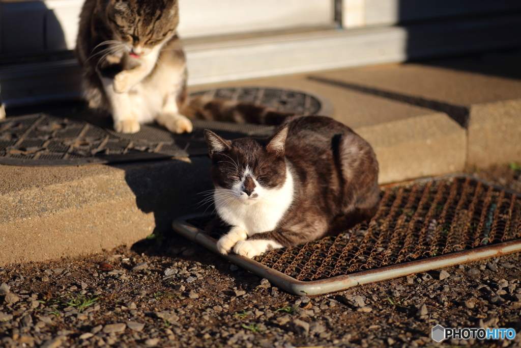 黒白ねこ