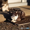 黒白ねこ