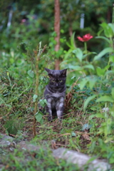 黒猫