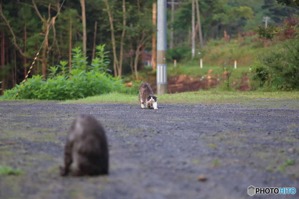 白黒猫 女豹のポーズ