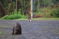白黒猫 女豹のポーズ