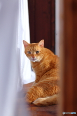 茶トラねこ