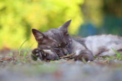 黒猫