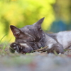黒猫