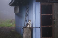 キジトラ猫