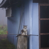 キジトラ猫