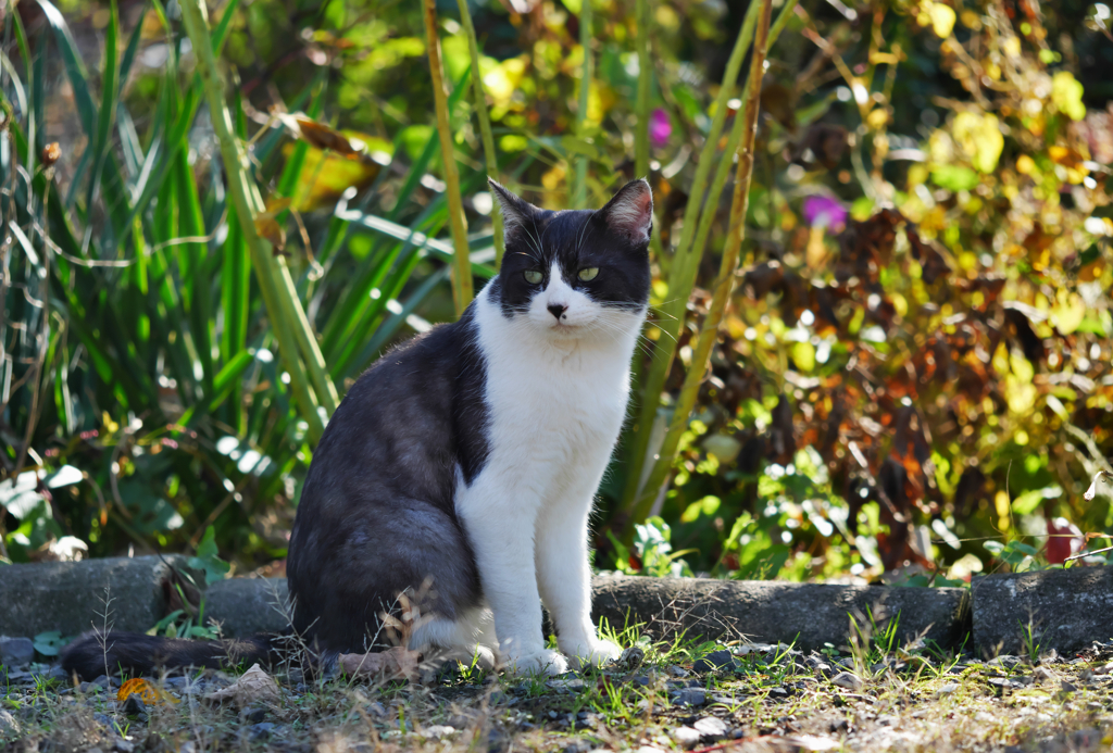黒白ねこ