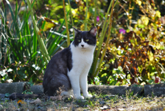 黒白ねこ