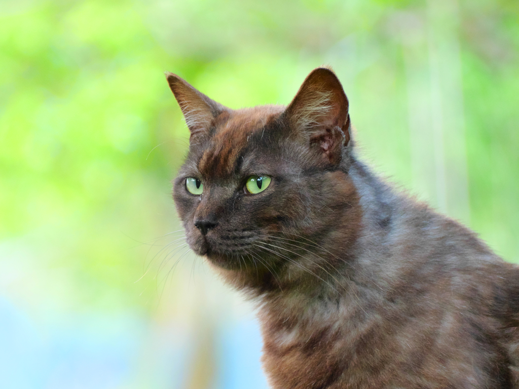 黒猫