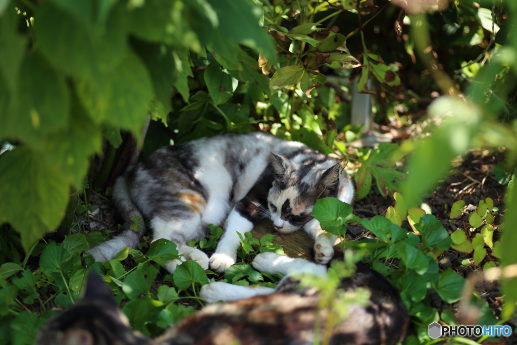 三毛猫