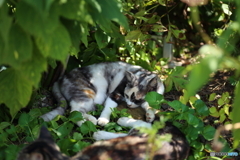 三毛猫