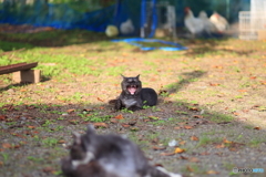 黒怖猫