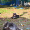 黒怖猫