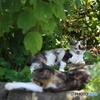 三毛猫 茶トラ白猫