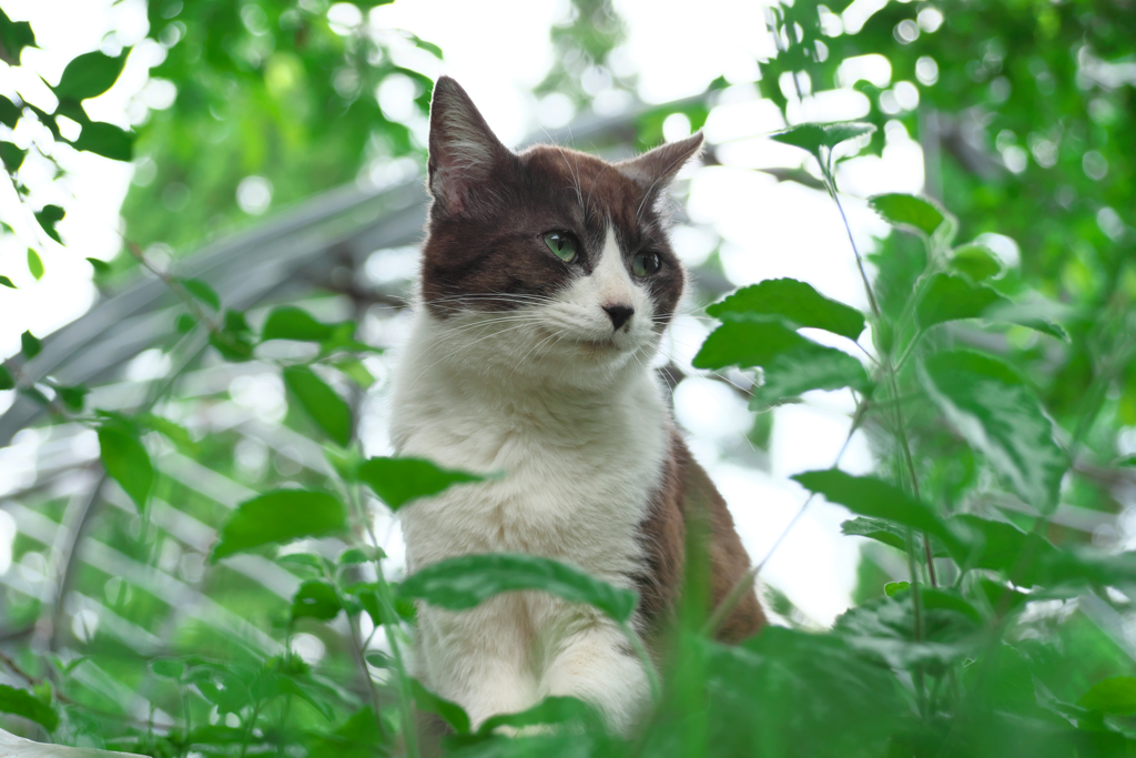 白黒猫