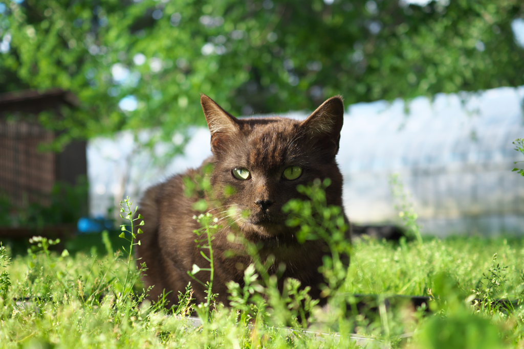 黒猫