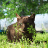 黒猫