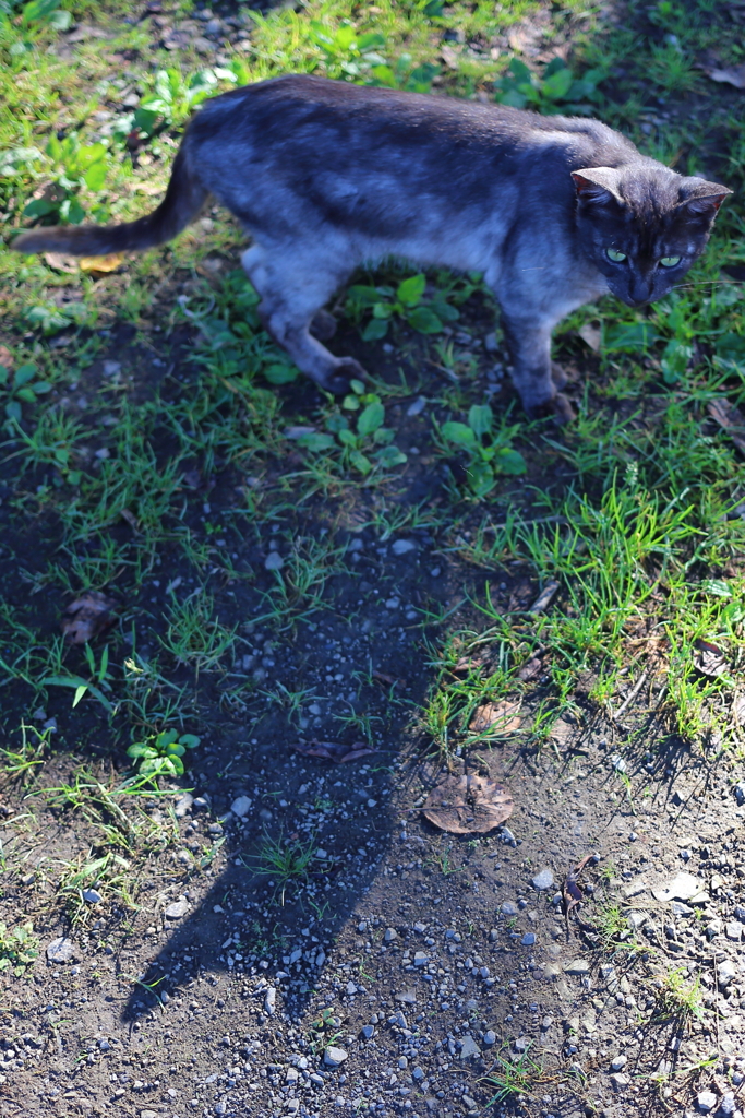 黒猫