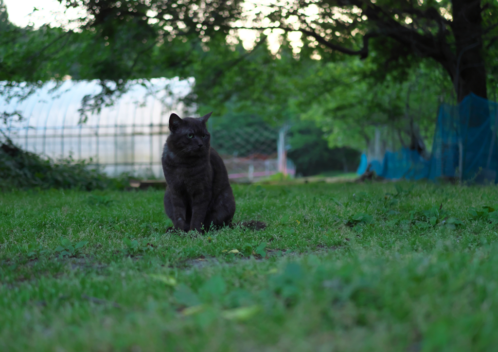 黒猫