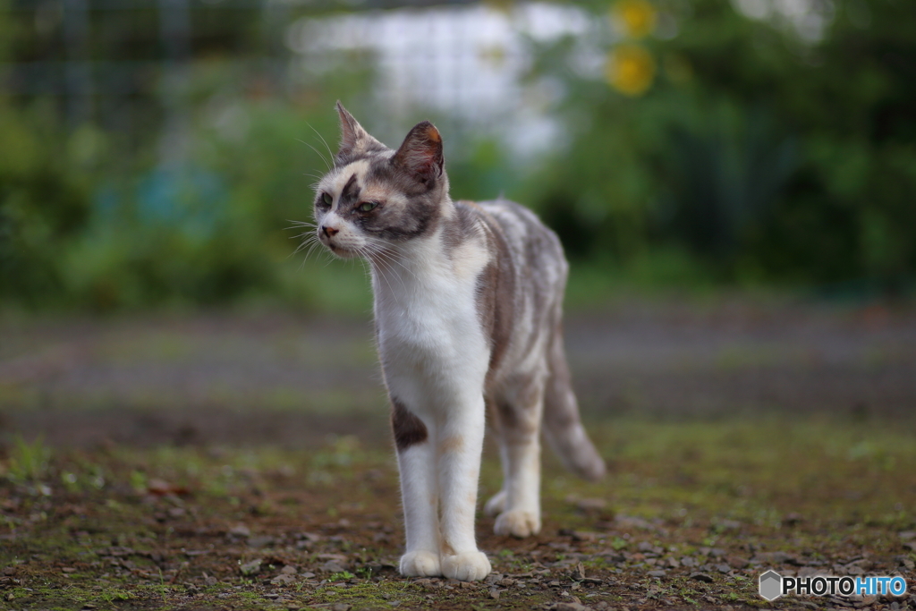 三毛猫