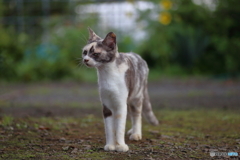 三毛猫