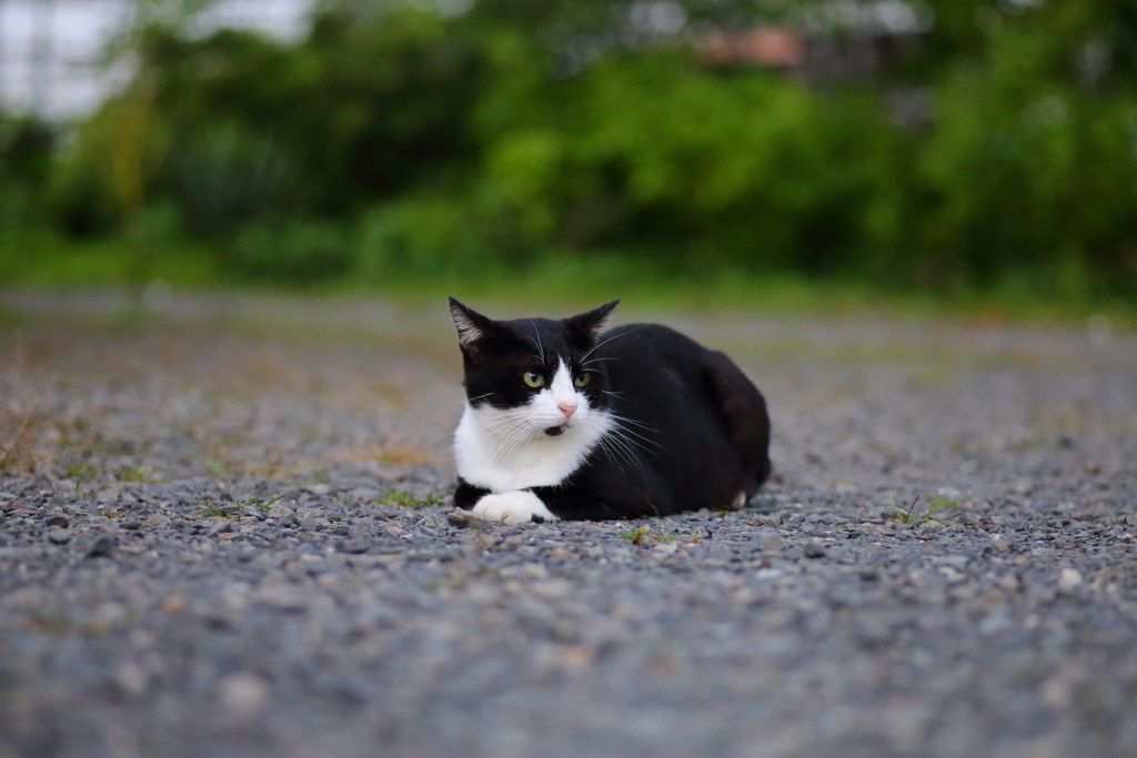 黒白ねこ
