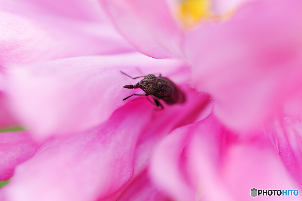 花と昆虫