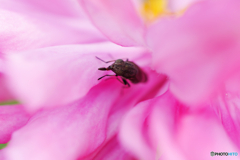花と昆虫