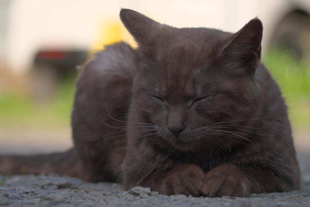 黒猫