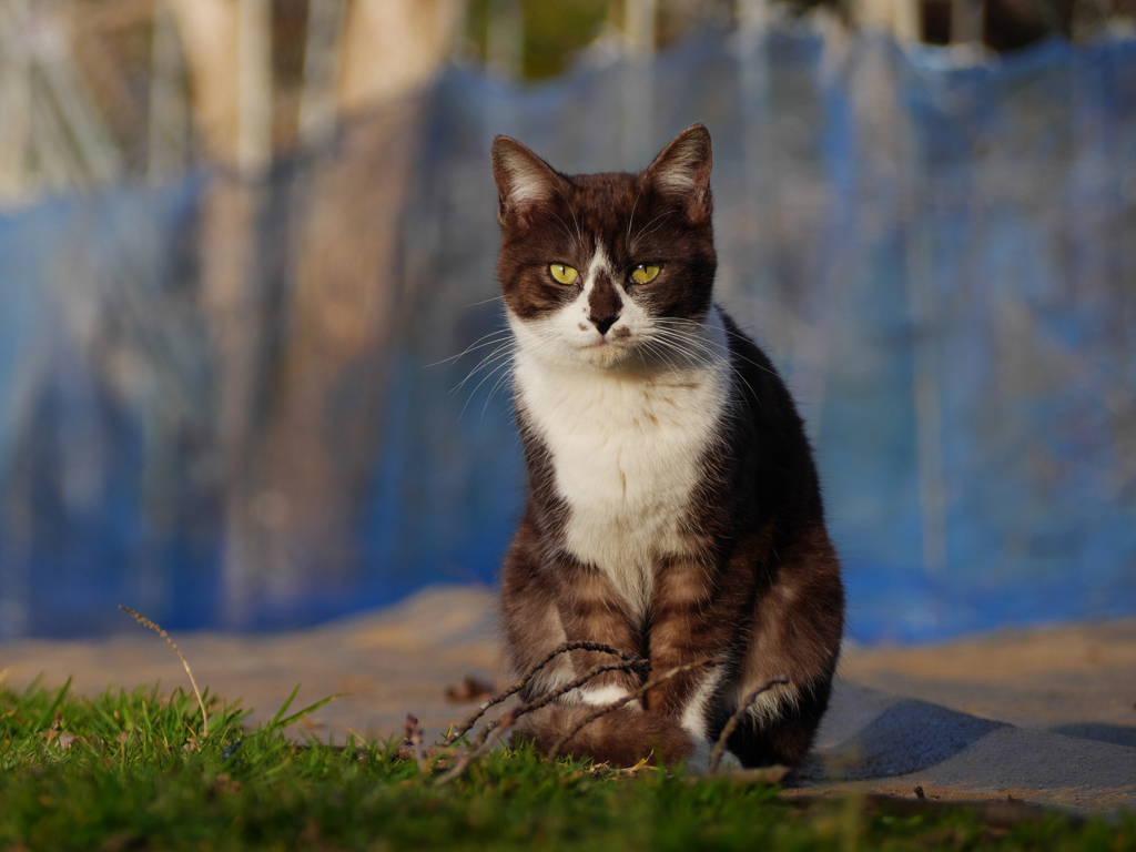 白黒猫