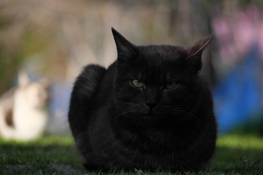 黒猫