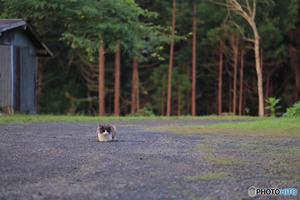 白黒猫