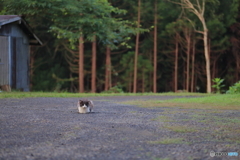 白黒猫
