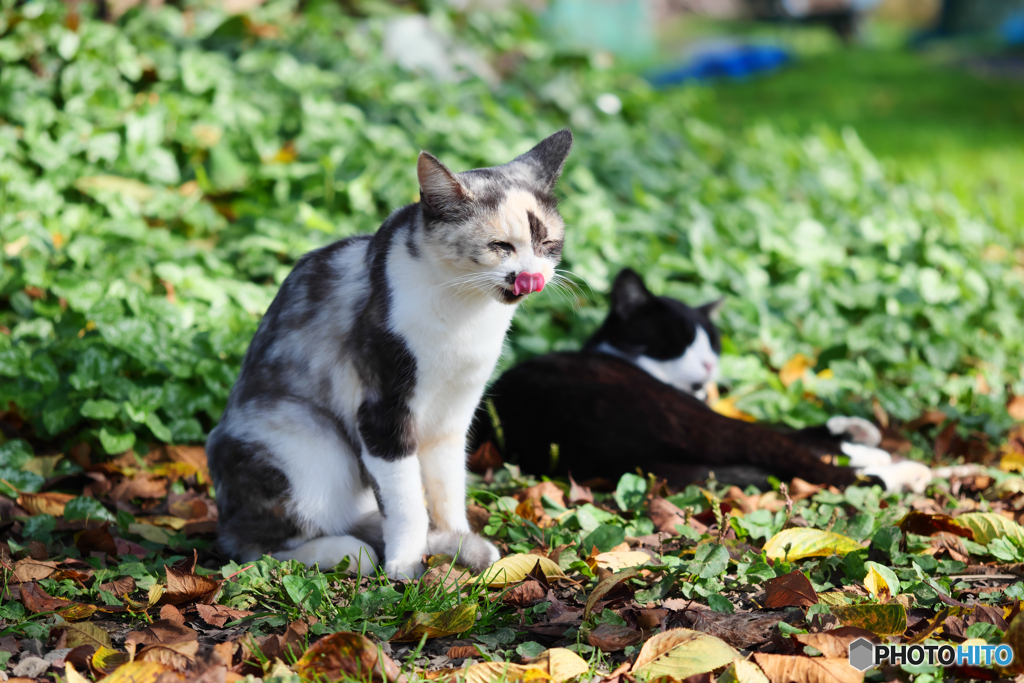 三毛猫