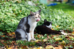 三毛猫