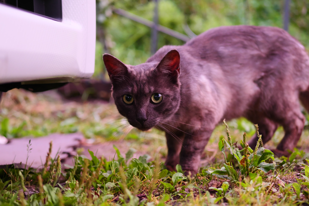 朝の黒猫