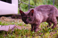 朝の黒猫