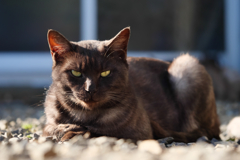 黒猫