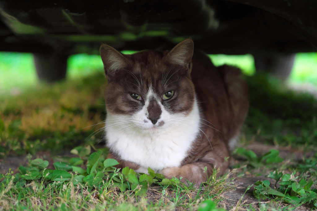 黒猫